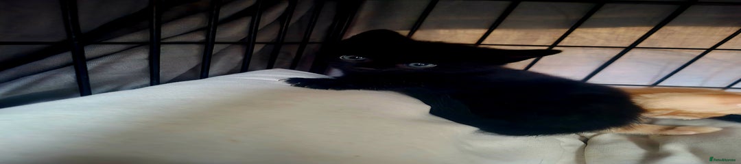 Mixed Breed Kitten 2