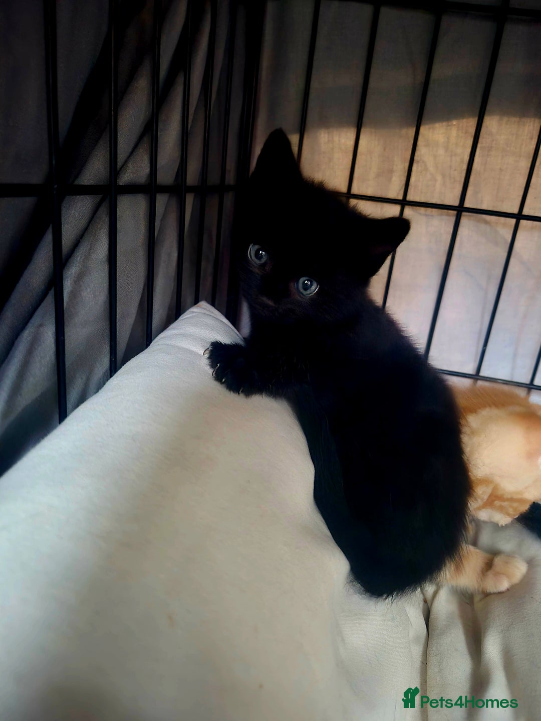 Mixed Breed cats for sale: Playful kittens🥰 - Advert 14