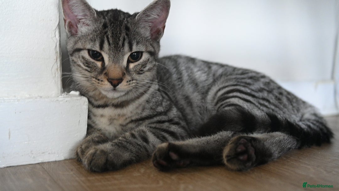 Mixed Breed cats for sale: Beautiful British Shorthair Mixed Kittens🐾 - Image 3