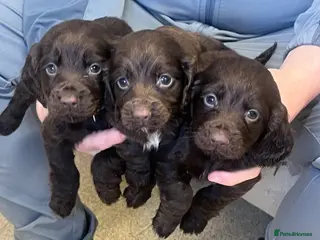 Cocker Spaniel dogs Kc registered cocker spaniels - Advert 3