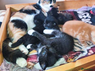 Mixed Breed cats Three Tuxedo Kittens Looking for Loving Homes - Advert 1