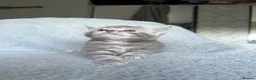 British Shorthair cats for sale: NORWEGIAN FOREST CAT X BRITISH SHORTHAIR KITTENS  - Advert 14