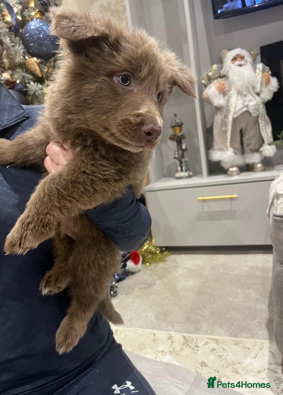 German Shepherd dogs for sale: Working KC GSD German shepherd puppies  - Advert 5