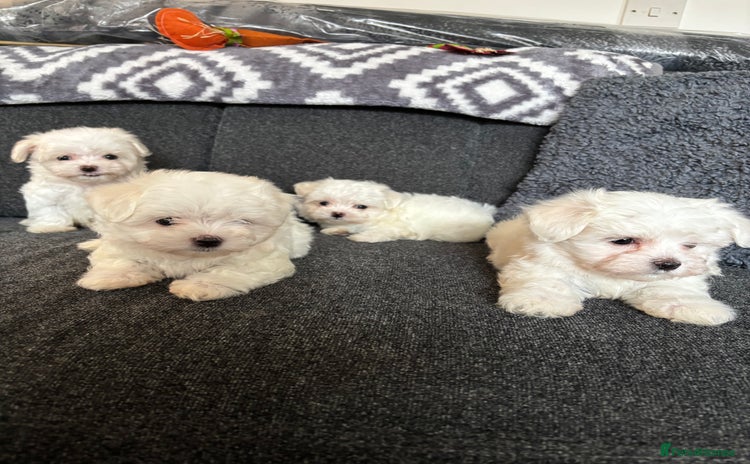 Maltese dogs - Advert 5