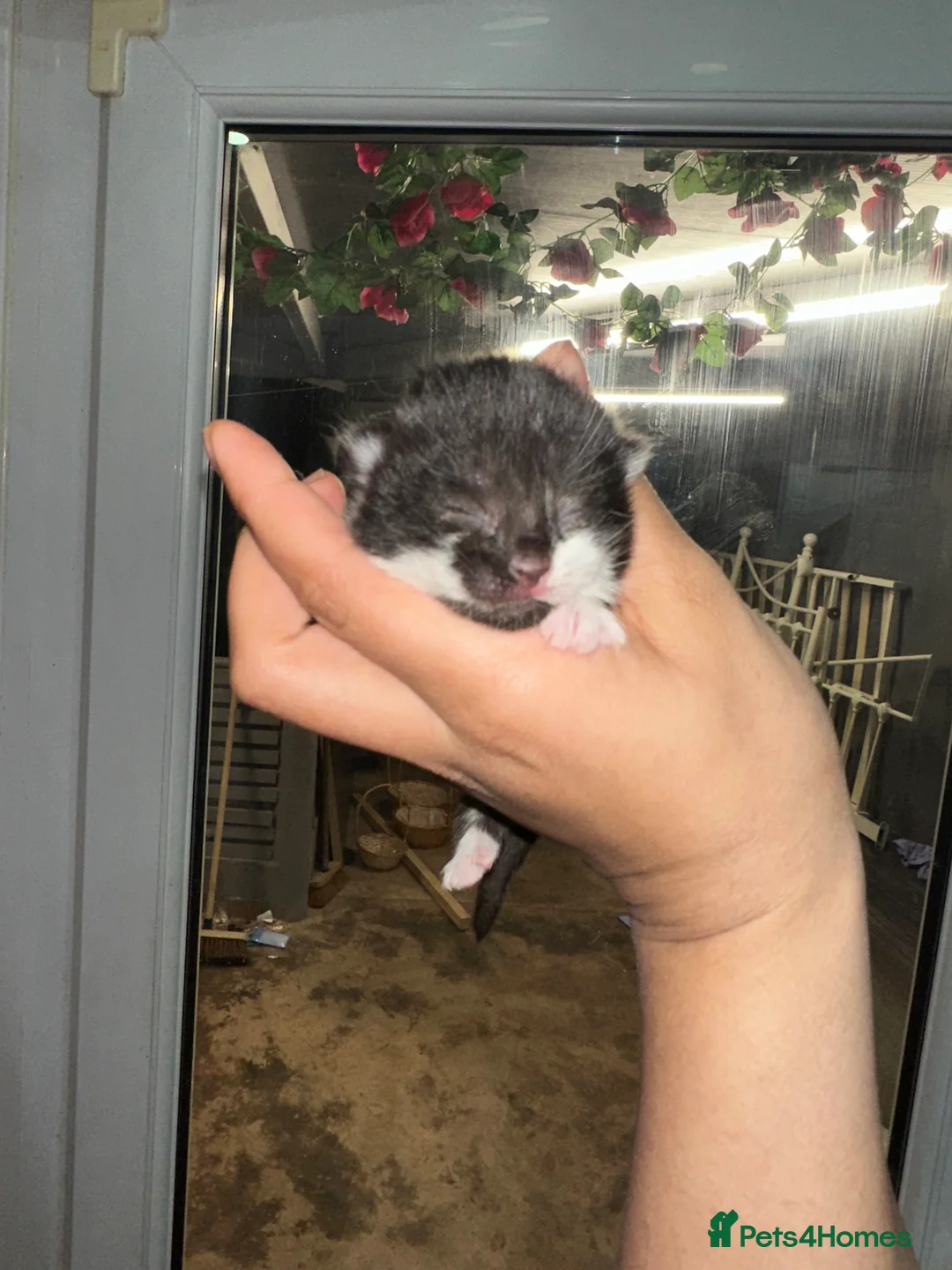 Mixed Breed cats for sale: female cat and 4x new born kittens for sale  - Advert 2