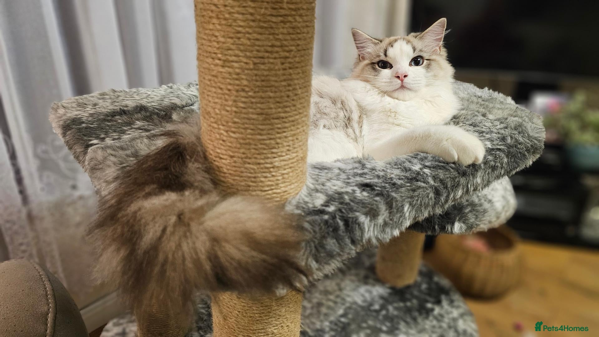 Ragdoll cats for sale: STUNNING GCCF REGISTRED RAGDOLLS - Advert 2