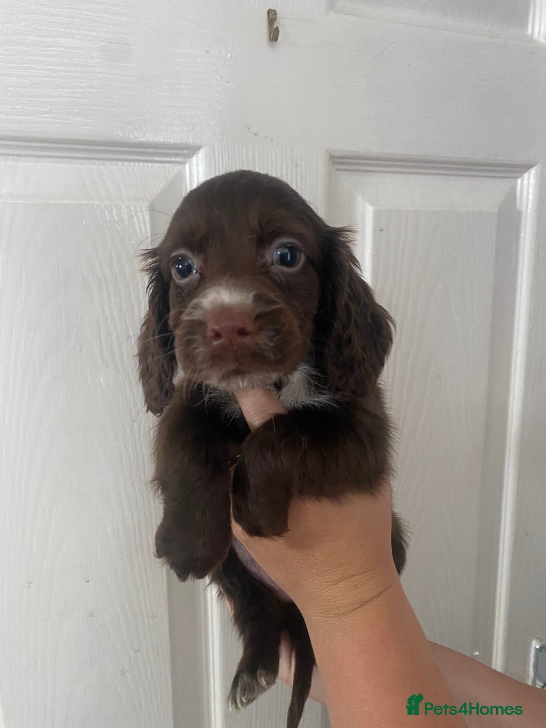 Cocker Spaniel dogs for sale: Merl cocker spaniel puppies  - Image 40