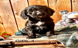 Cockapoo dogs for sale: Quality F1 Cockapoo Puppies  - Image 8