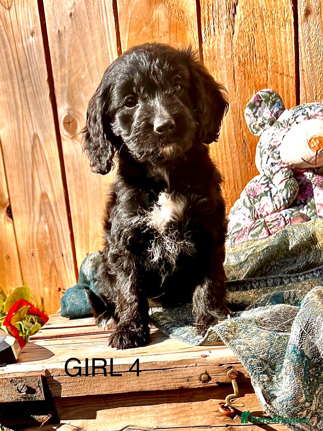 Cockapoo dogs for sale: Quality F1 Cockapoo Puppies  - Image 8