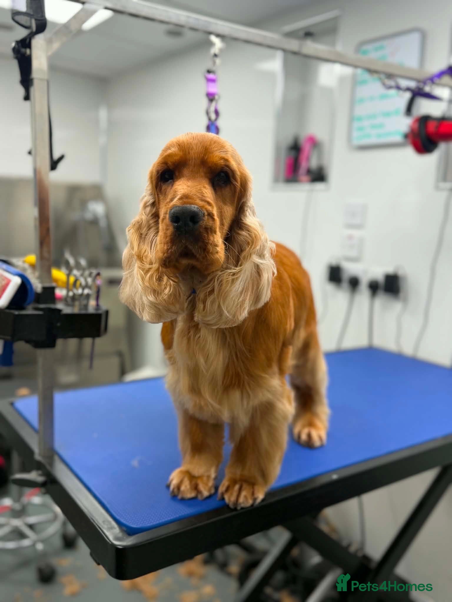 Cocker Spaniel dogs Douglas at Stud — Exceptional Rizi Bizi Lines - Advert 1