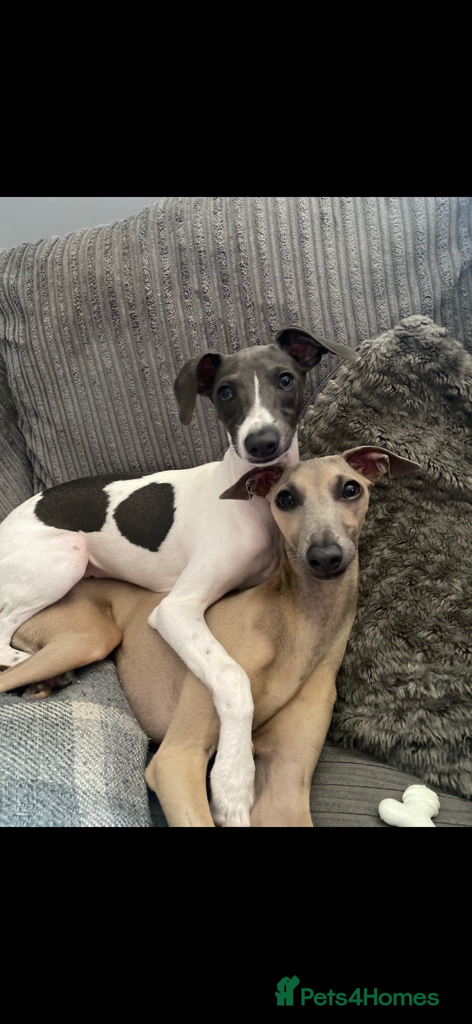 Italian Greyhound dogs The most loving Italian greyhounds ❤️ - Advert 1