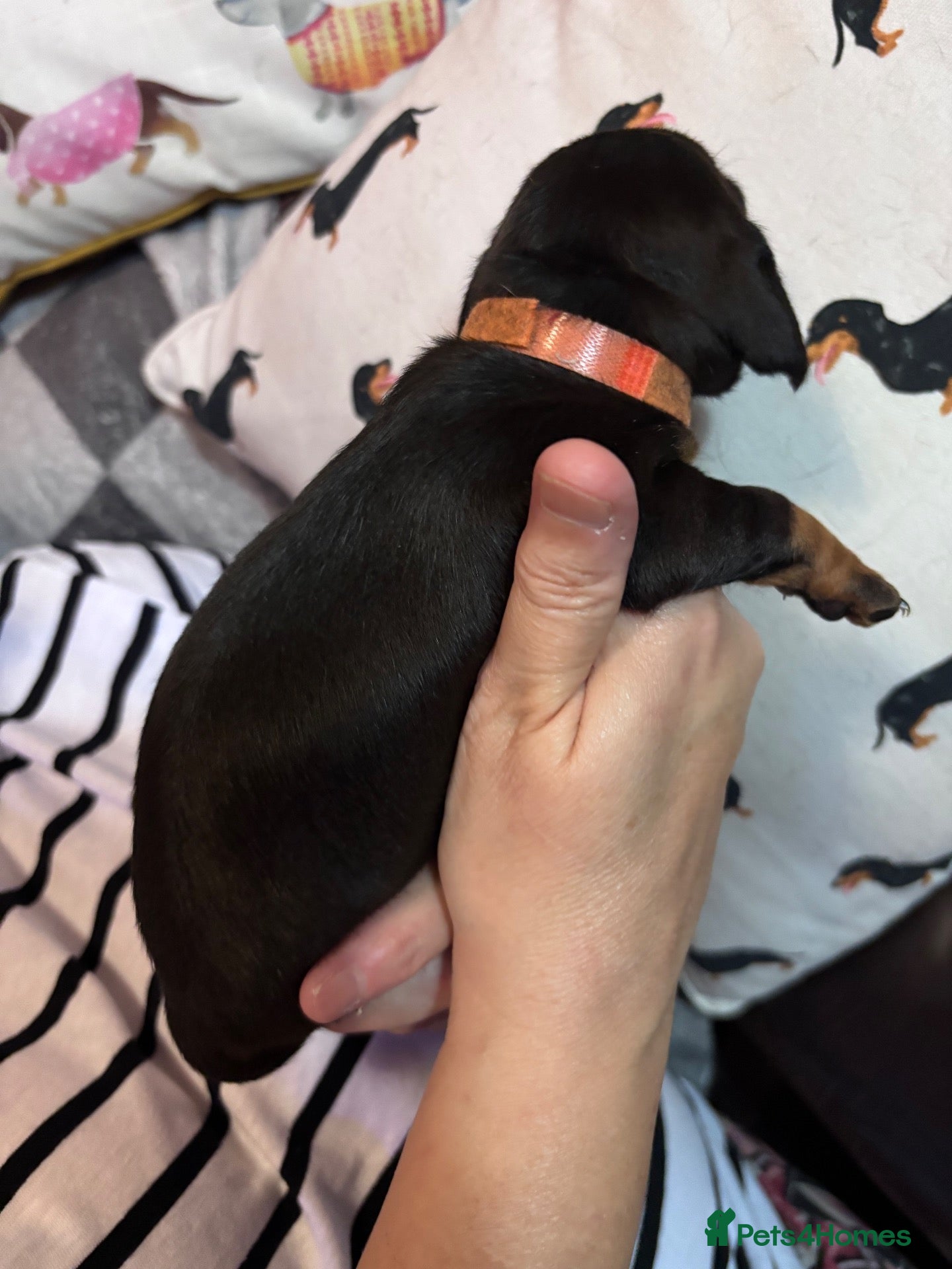 Dachshund dogs Beautiful mini Dachshunds  - Advert 2