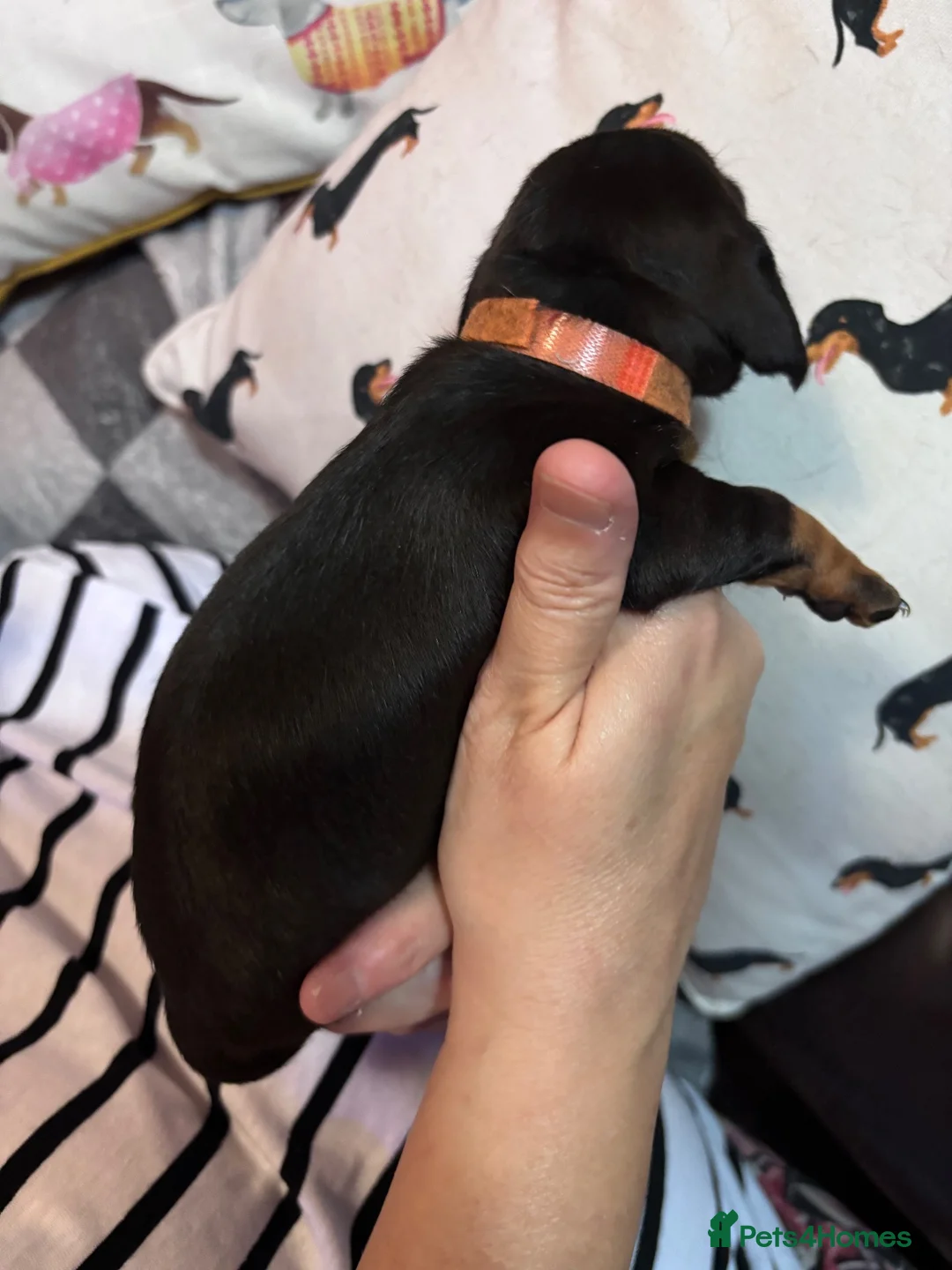 Dachshund dogs for sale: Beautiful mini Dachshunds  - Advert 2