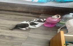 Mixed Breed cats for sale: 5 beautiful black and white kitties  - Image 10