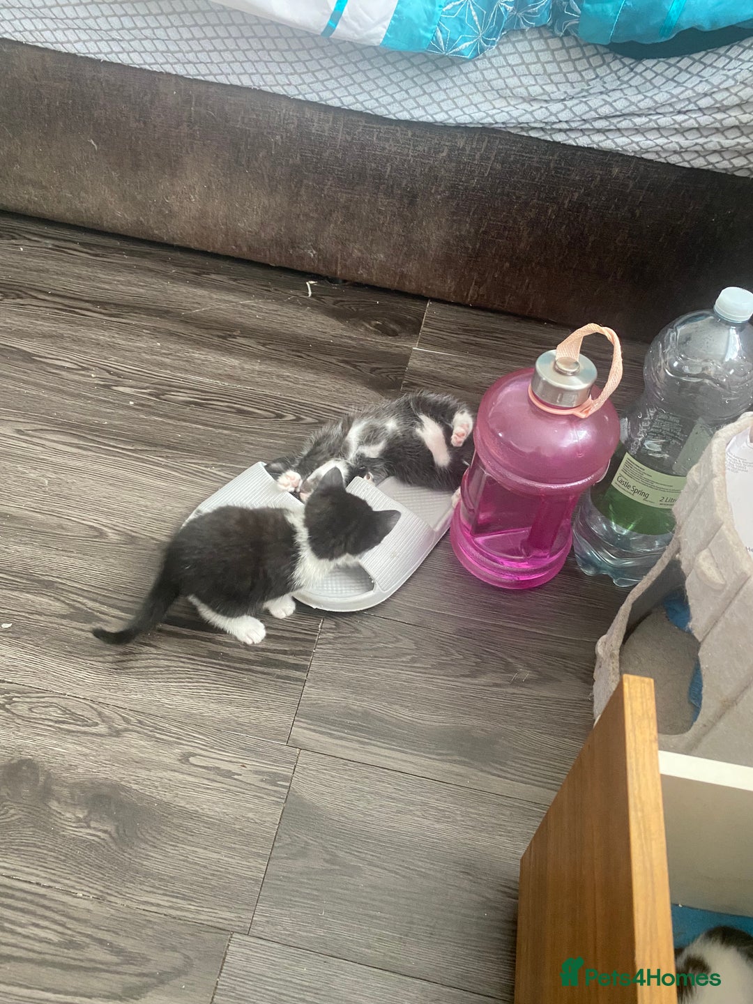 Mixed Breed cats for sale: 5 beautiful black and white kitties  - Image 10