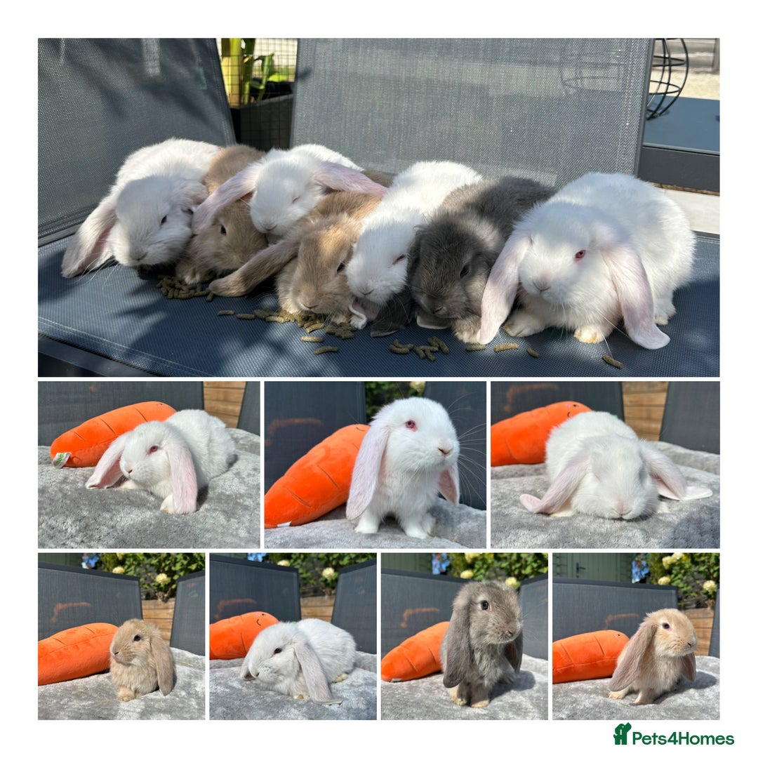 French Lop rabbits for sale: 🤍Pure Bred Giant French Lop Babies🤍 - Image 2