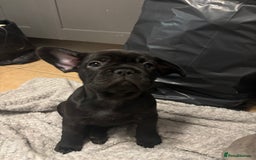 French Bulldog dogs for sale: French bulldogs ready now!  - Image 8