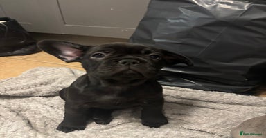 French Bulldog dogs - Advert 14