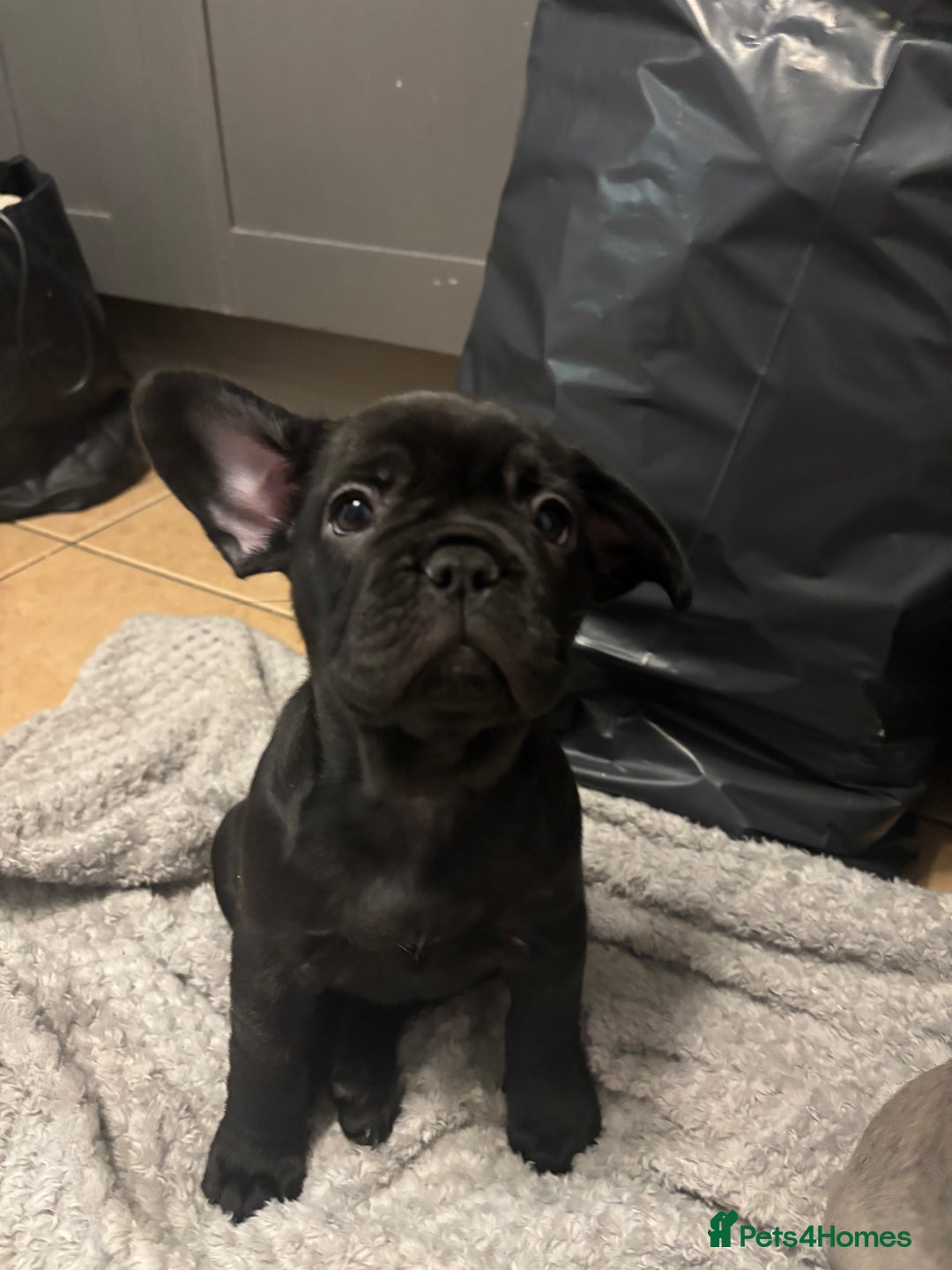 French Bulldog dogs for sale: French bulldogs ready now!  - Image 8