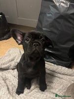 French Bulldog dogs - Advert 7