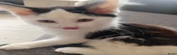 Mixed Breed cats for sale: Cute piebald kittens  - Advert 7