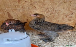 Chickens poultry for sale: Silver pencil Wyandotte LF,gold partridge brahmas  - Image 2