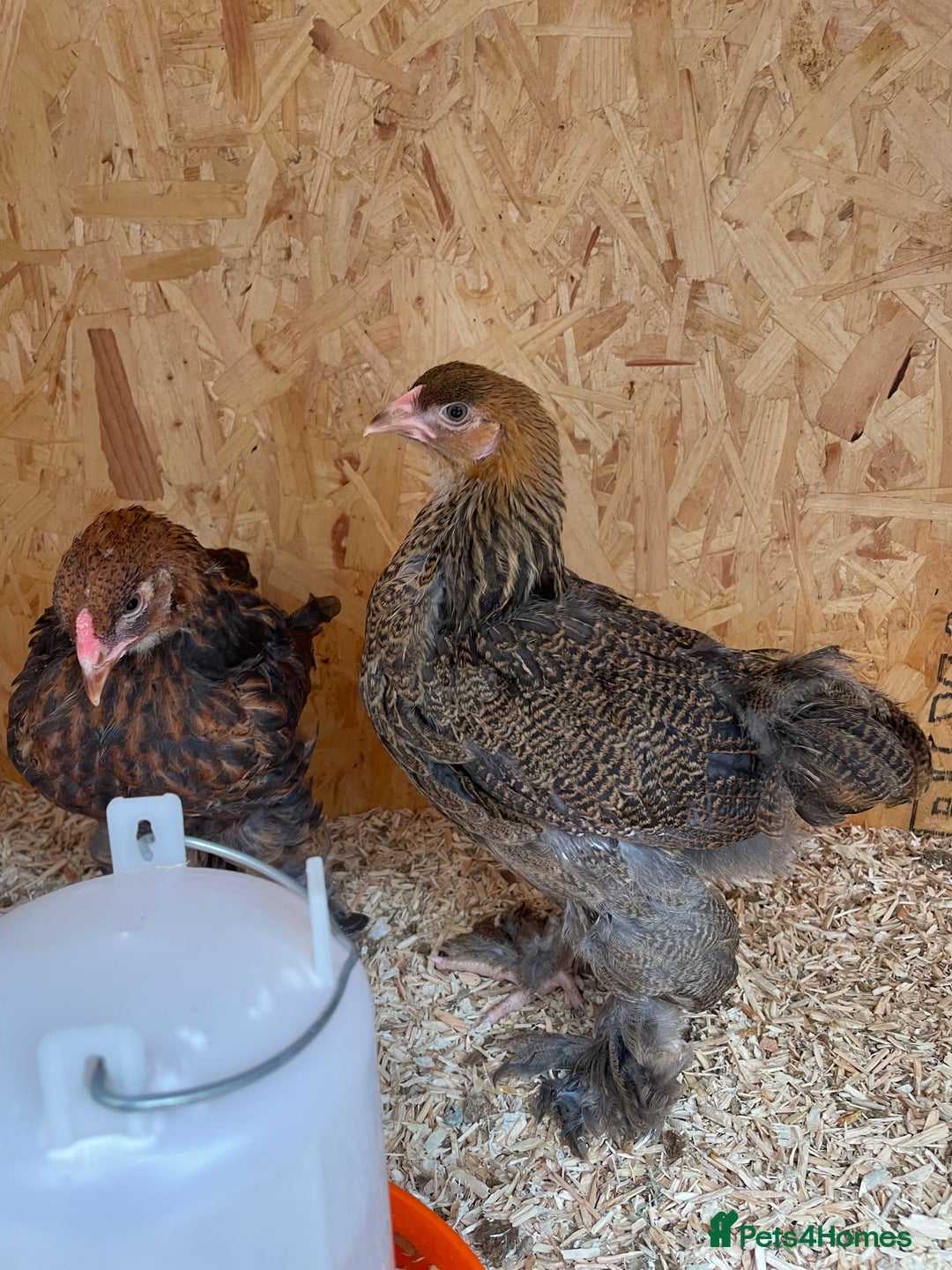 Chickens poultry for sale: Silver pencil Wyandotte LF,gold partridge brahmas  - Image 2