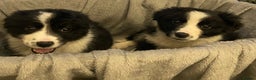 Border Collie dogs for sale: Border collie puppies  - Advert 2