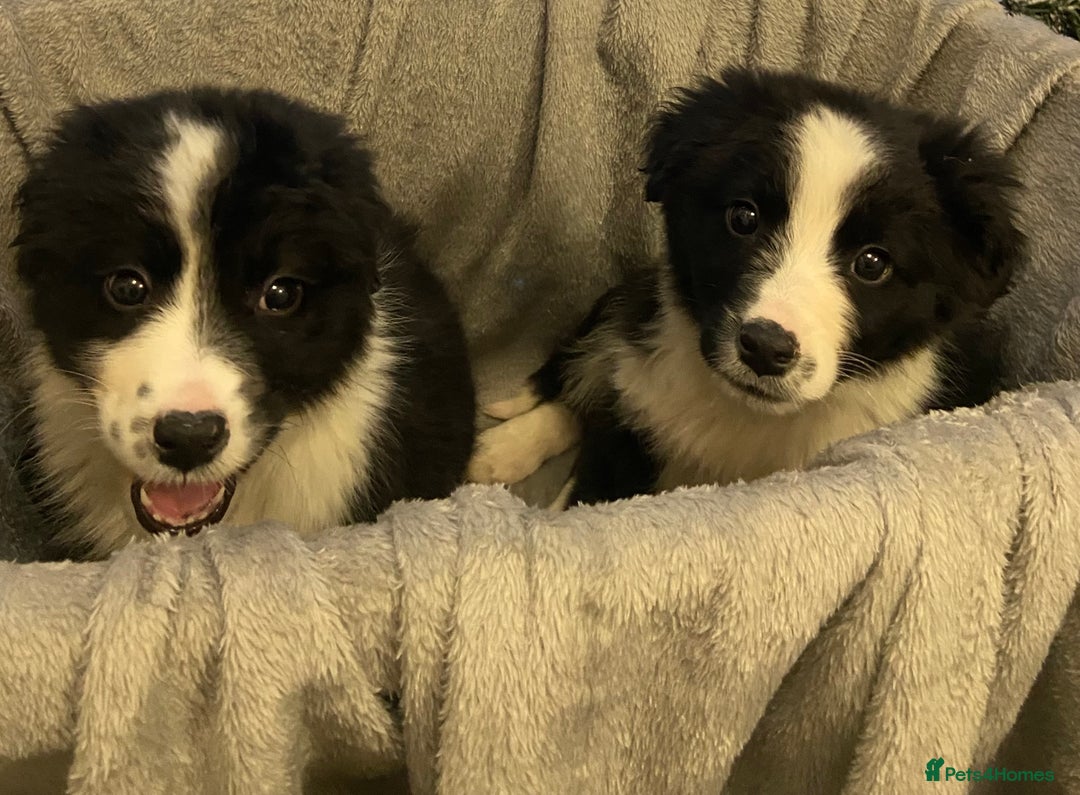 Border Collie dogs for sale: Border collie puppies  - Advert 2