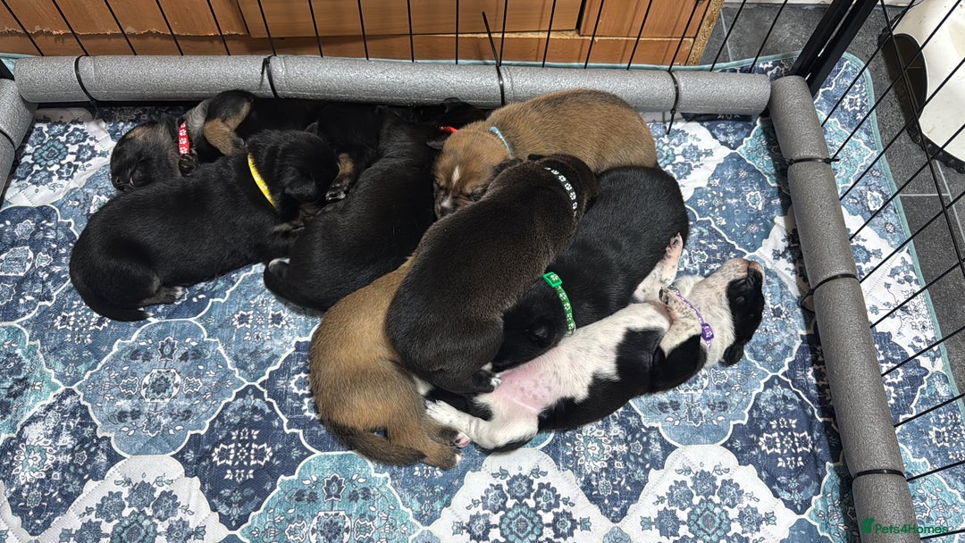 Mixed Breed dogs for sale: RARE BLUE EYE Sholly  ** tiff x Husky  - Advert 5