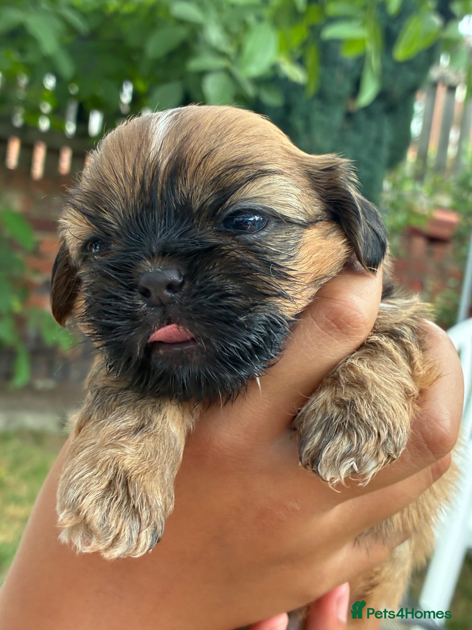 Shih Tzu dogs Beautiful Shih Tzu puppy - Advert 3