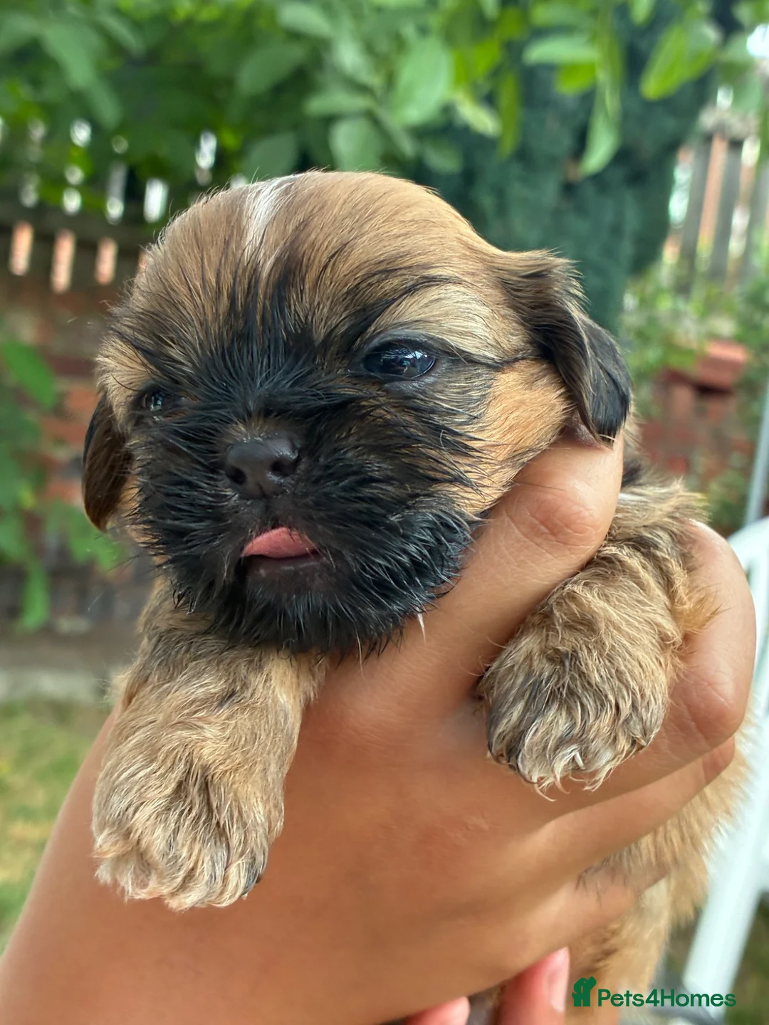 Shih Tzu dogs for sale: Beautiful Shih Tzu puppy - Advert 1