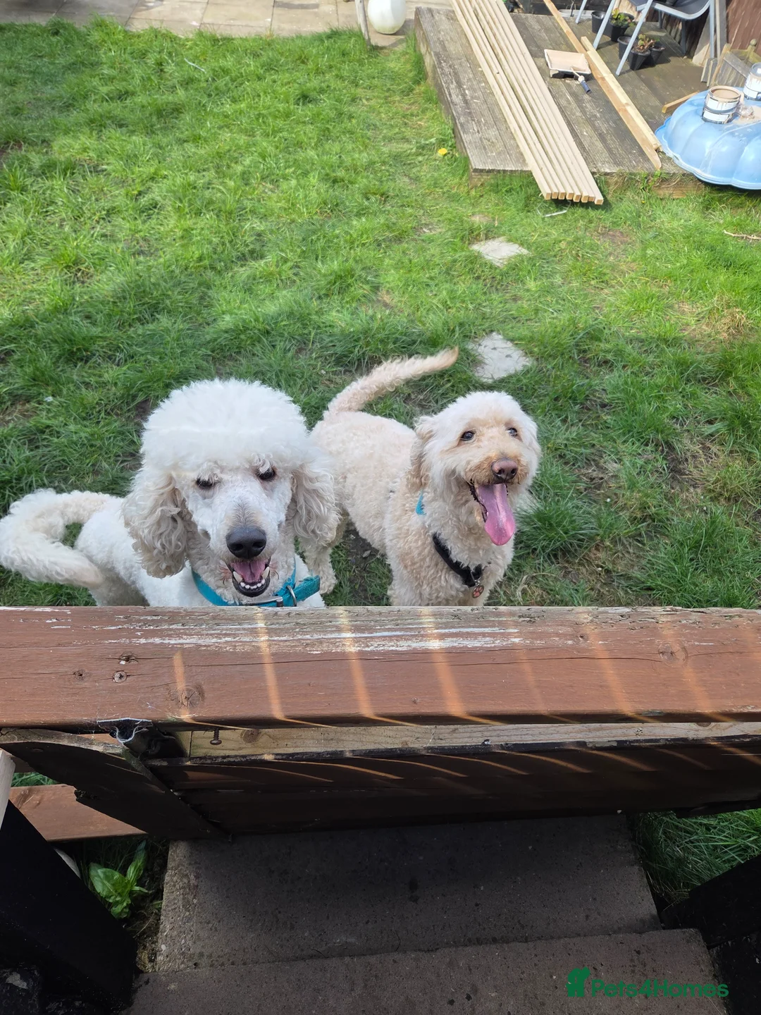 Labradoodle dogs for sale: MultiGen Labradoodle Puppies in Smethwick - Advert 2