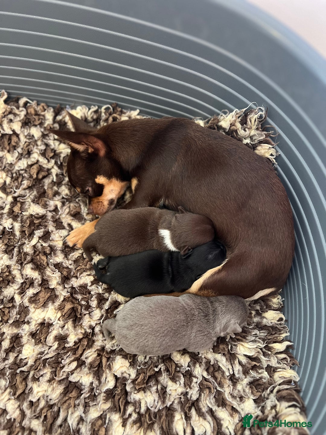 Chihuahua dogs for sale: Kc registered lilac chihuahua girl - Advert 3