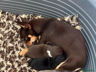 Chihuahua dogs Kc registered lilac chihuahua girl - Advert 12