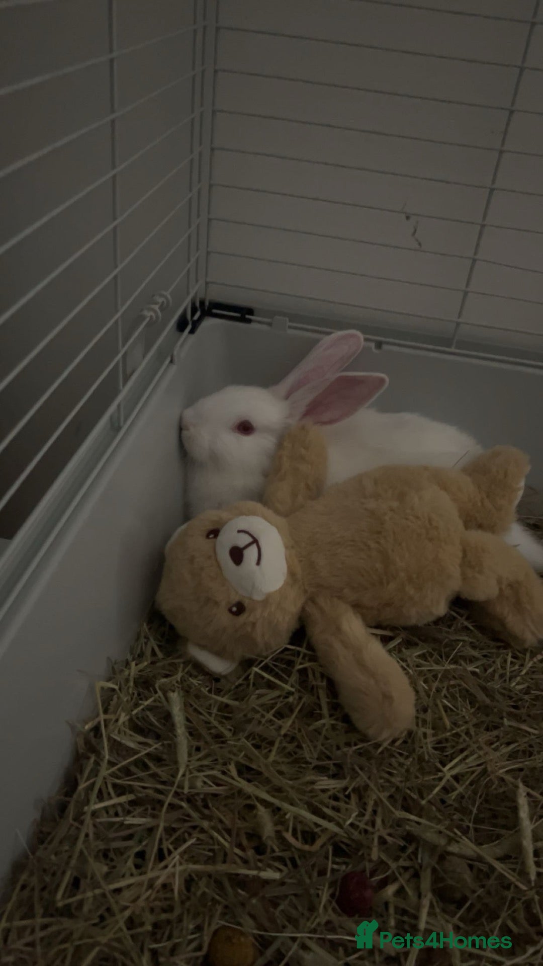 New Zealand rabbits for sale: Rabbit  - Advert 1