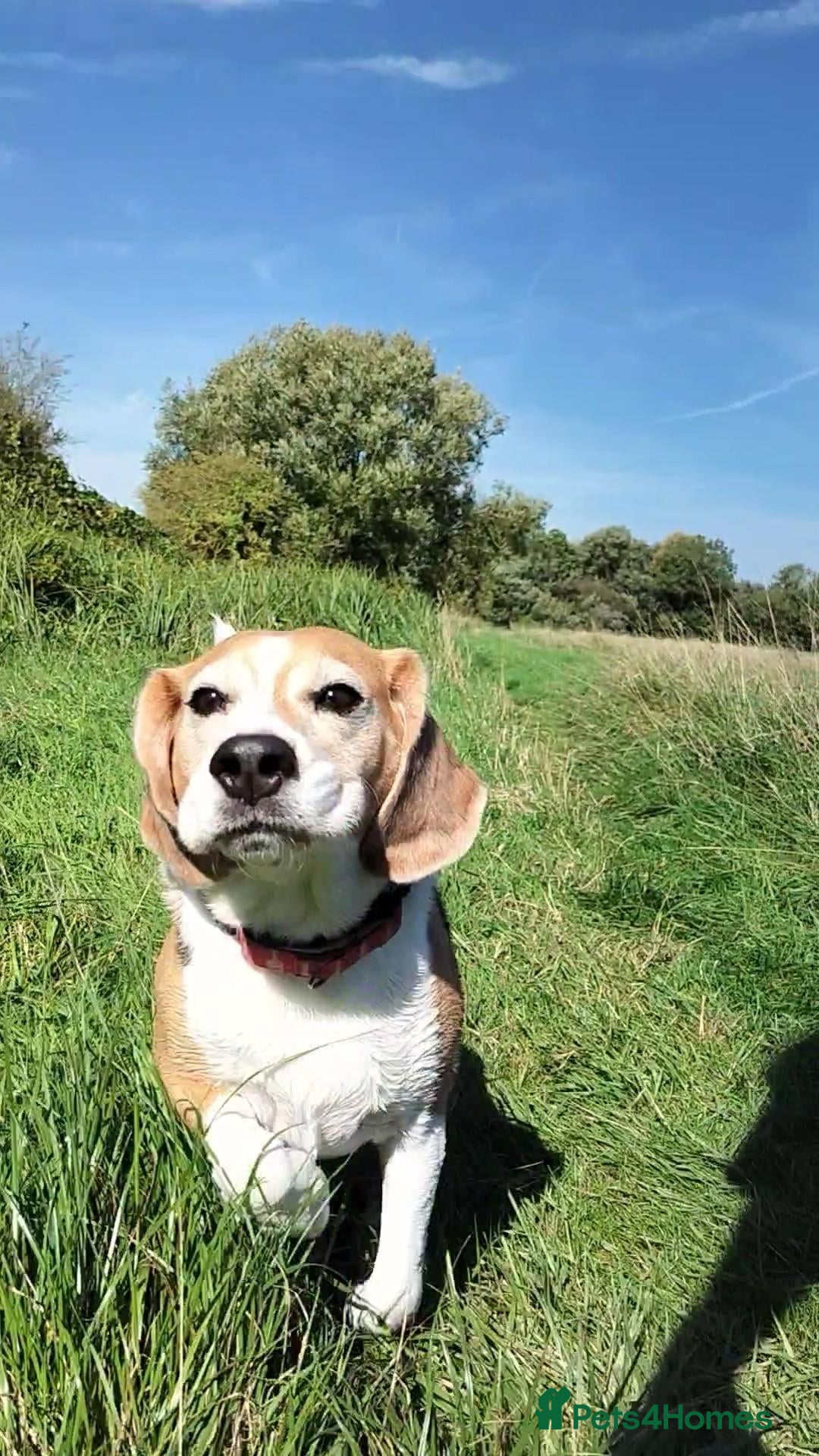 Beagle dogs Playful Rocket (Beagle) looking for new home - Advert 2