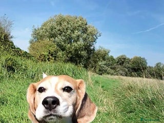 Beagle dogs Playful Rocket (Beagle) looking for new home - Advert 2