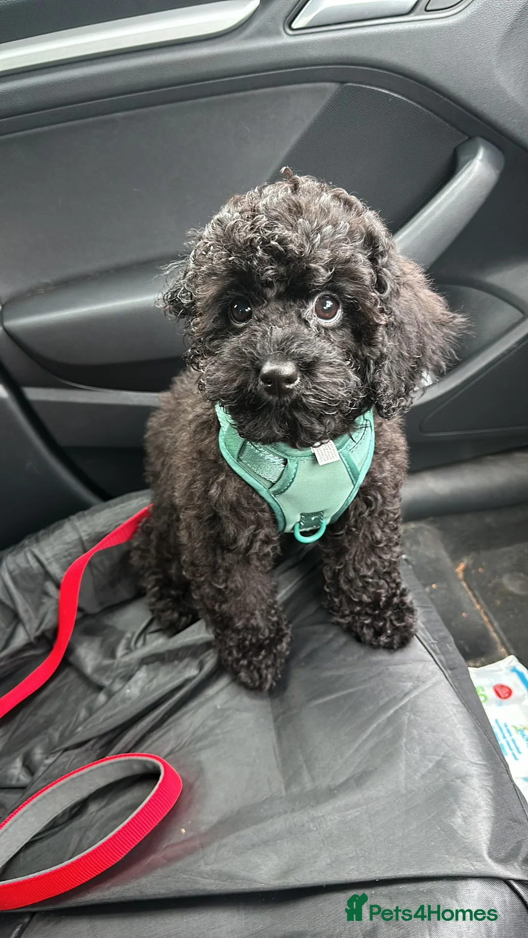 Poodle dogs for stud: Merle black & silver poodle for stud only .  in Lincoln - Advert 20