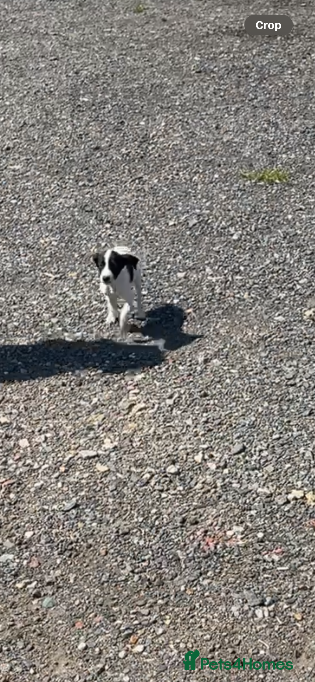 Mixed Breed dogs for sale: Saluki greyhound  - Image 4