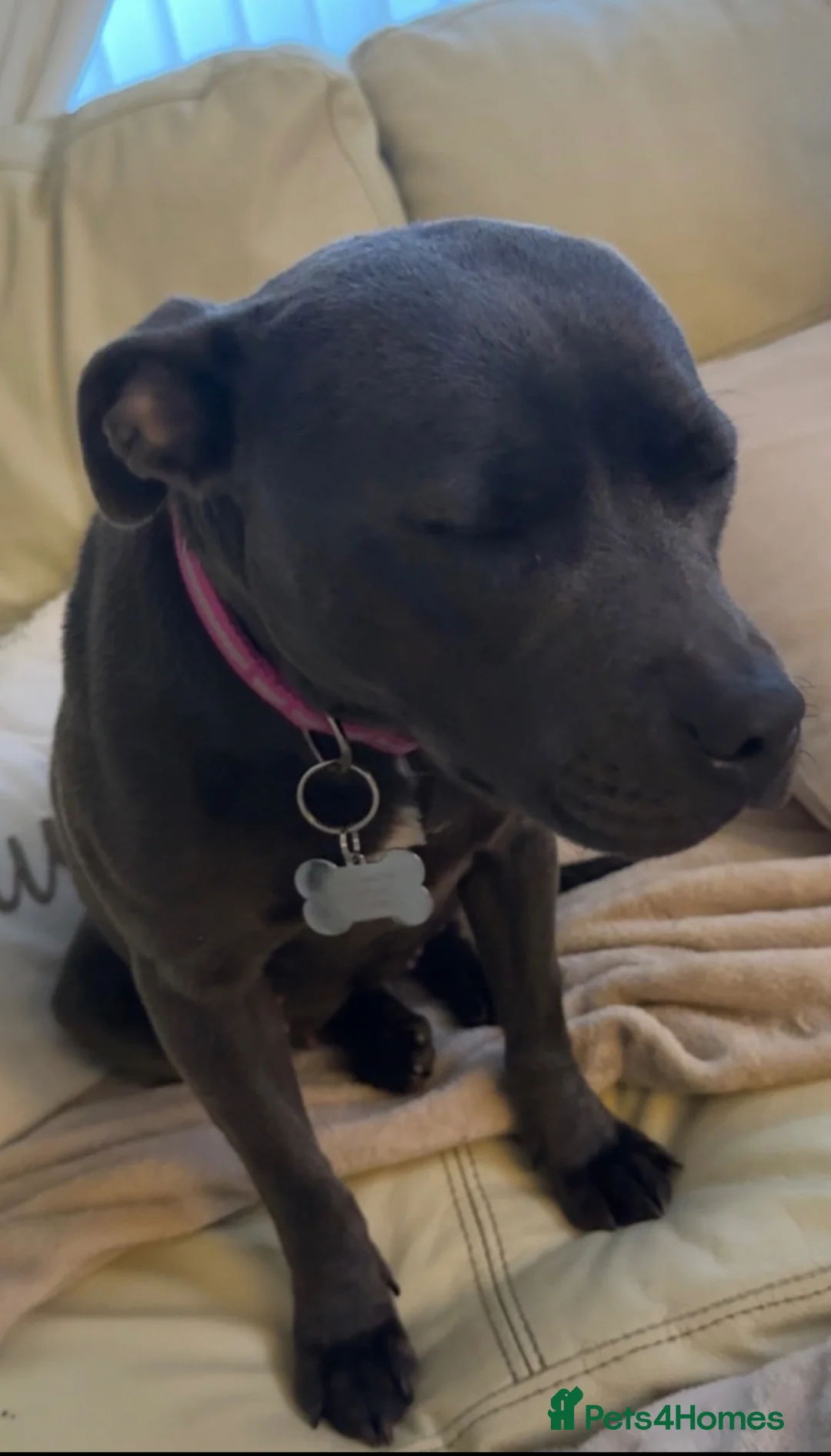 Staffordshire Bull Terrier dogs for sale: 1.5 year old beautiful  female blue  staffy in Newark - Advert 2