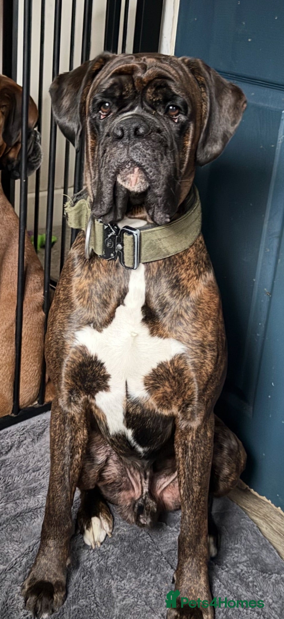 Boxer dogs Gorgeous boy unfortunately needing new home  - Advert 4