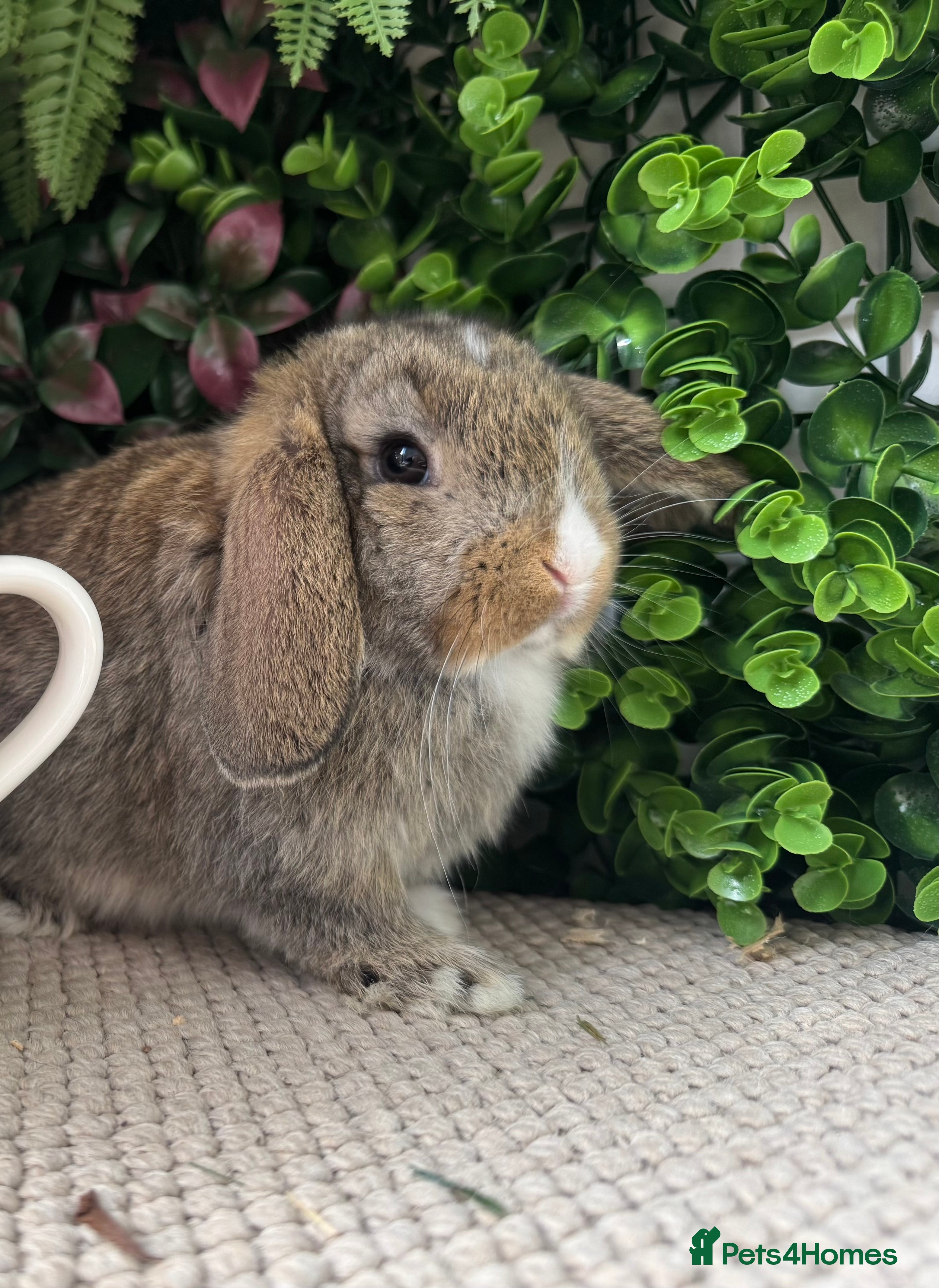 Mini Lop rabbits 3 pure bred mini lops  - Advert 1