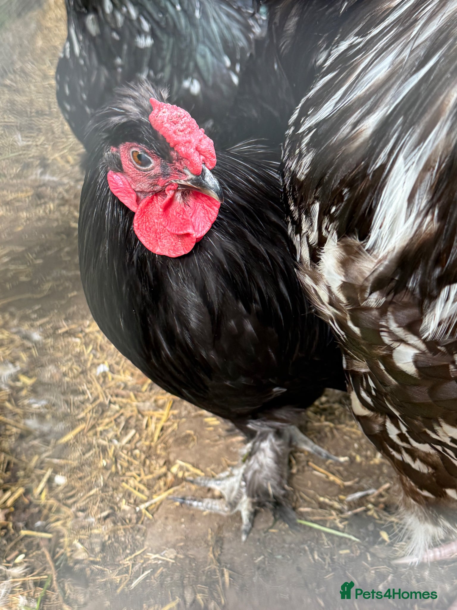 Chickens poultry Boys for rehoming  - Advert 1
