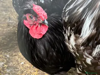 Chickens poultry for sale: Boys for rehoming - Advert 1