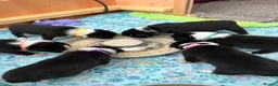 Border Collie dogs for sale: Working Line Border Collies - 1 girl left 💚 - Advert 11