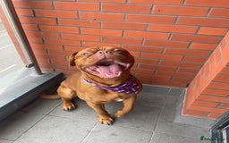 Dogue De Bordeaux dogs for stud: STUNNING DOGUE DE BORDEAUX STUD AVAILABLE - Image 4