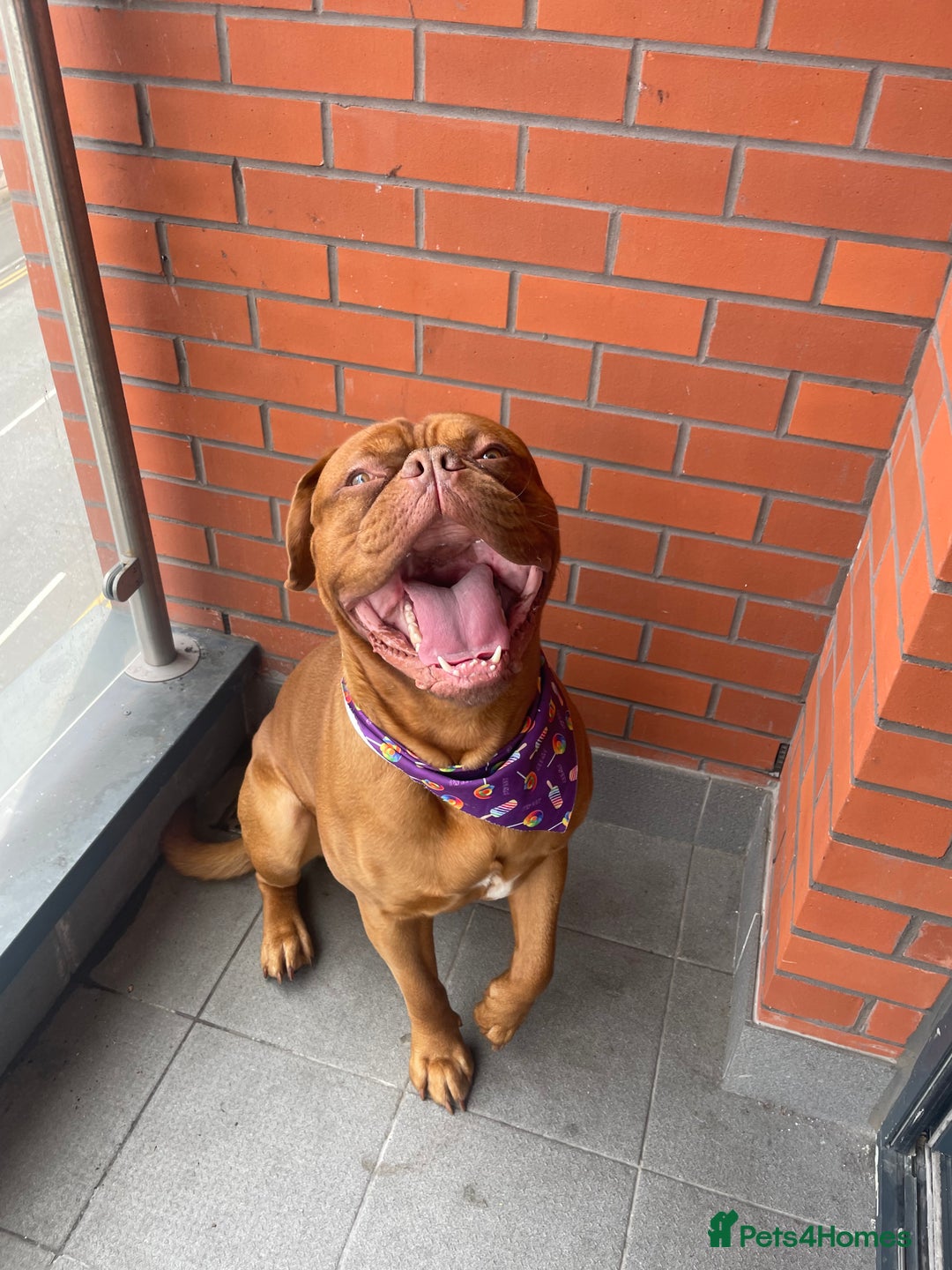 Dogue De Bordeaux dogs for stud: STUNNING DOGUE DE BORDEAUX STUD AVAILABLE - Image 4