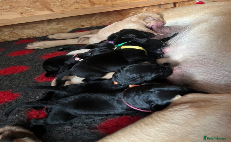 Labrador Retriever dogs - Advert 4