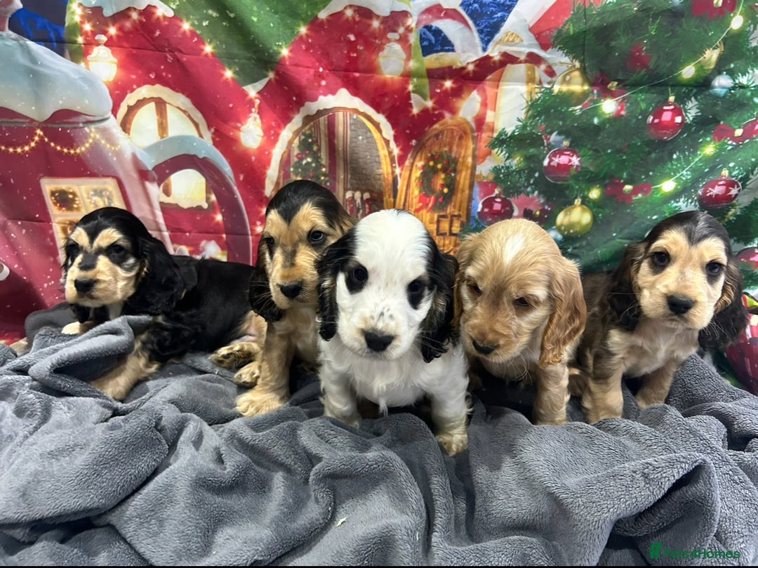 Cocker Spaniel dogs for sale: KC registered, health tested, Show cocker spaniels - Advert 2